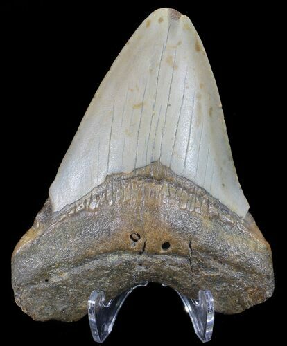 Bargain, Megalodon Tooth - North Carolina #66457